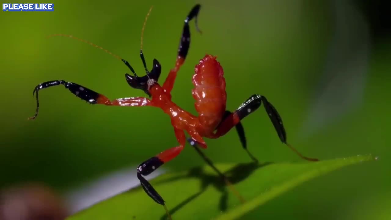 Kung Fu Mantis Vs Jumping Spider |Life Story|