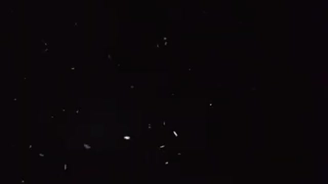 Bugs Dancing to My Light.