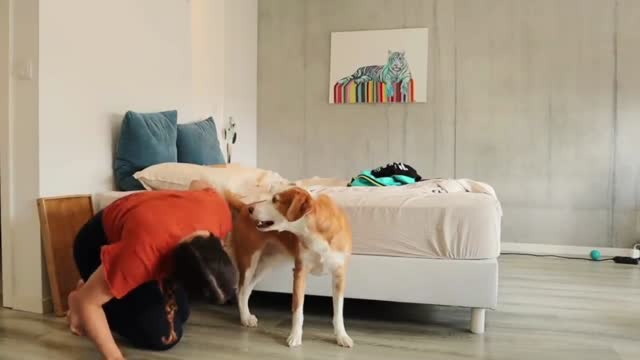 Dog Video part-3 // Play with Dog // Searching Girl and Dog