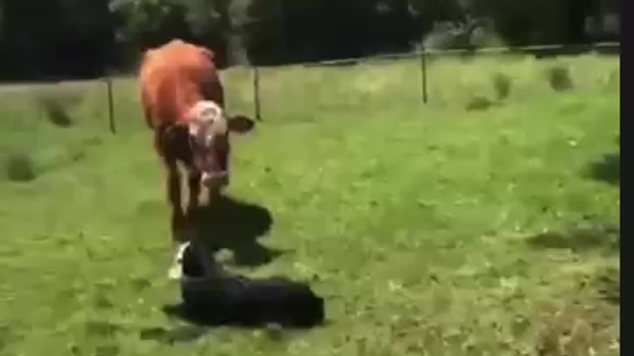 Mommy says stay away