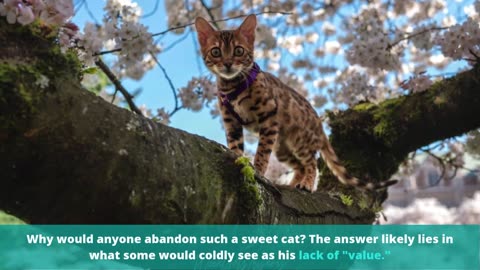 We Love Cats And Kittens | Welovecatsandkittens.com