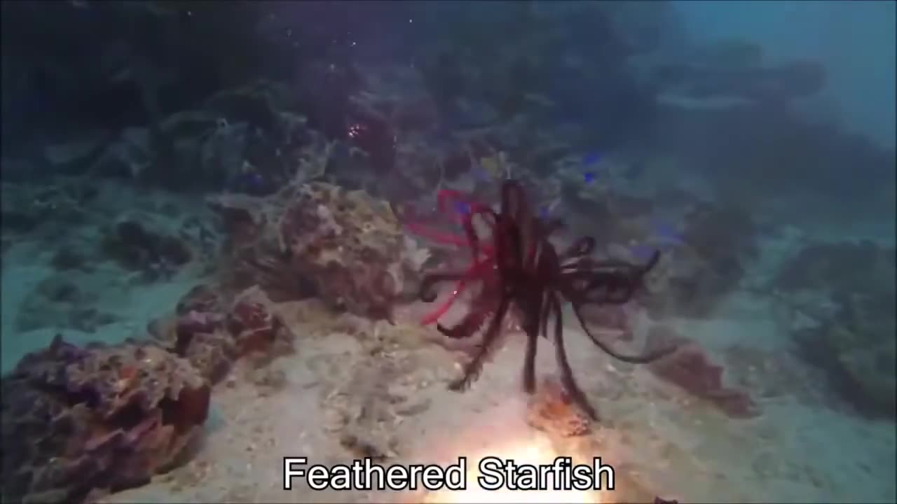 Top 10 most Amazing video