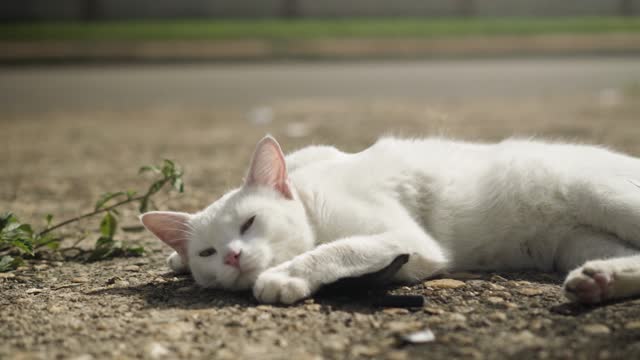 Cat Feline Whiskers Mammal Animal Adorable Kitten