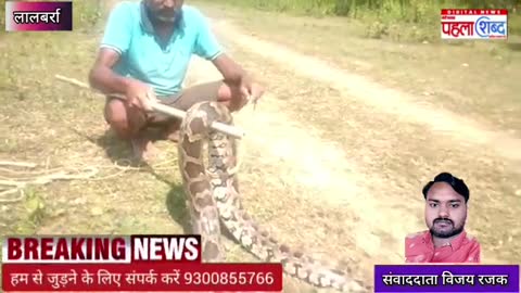 7 feet लंबे अजगर का किया गया रेस्क्यू - लालबर्रा