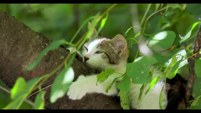 Stray kitten on a tree branch. Stray cat is an un-owned domestic cat