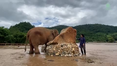 Elephant Care Taker Play Peekaboo Game To Distract Elephant From Flood Issues