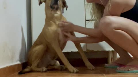 Dog Loves Scratches