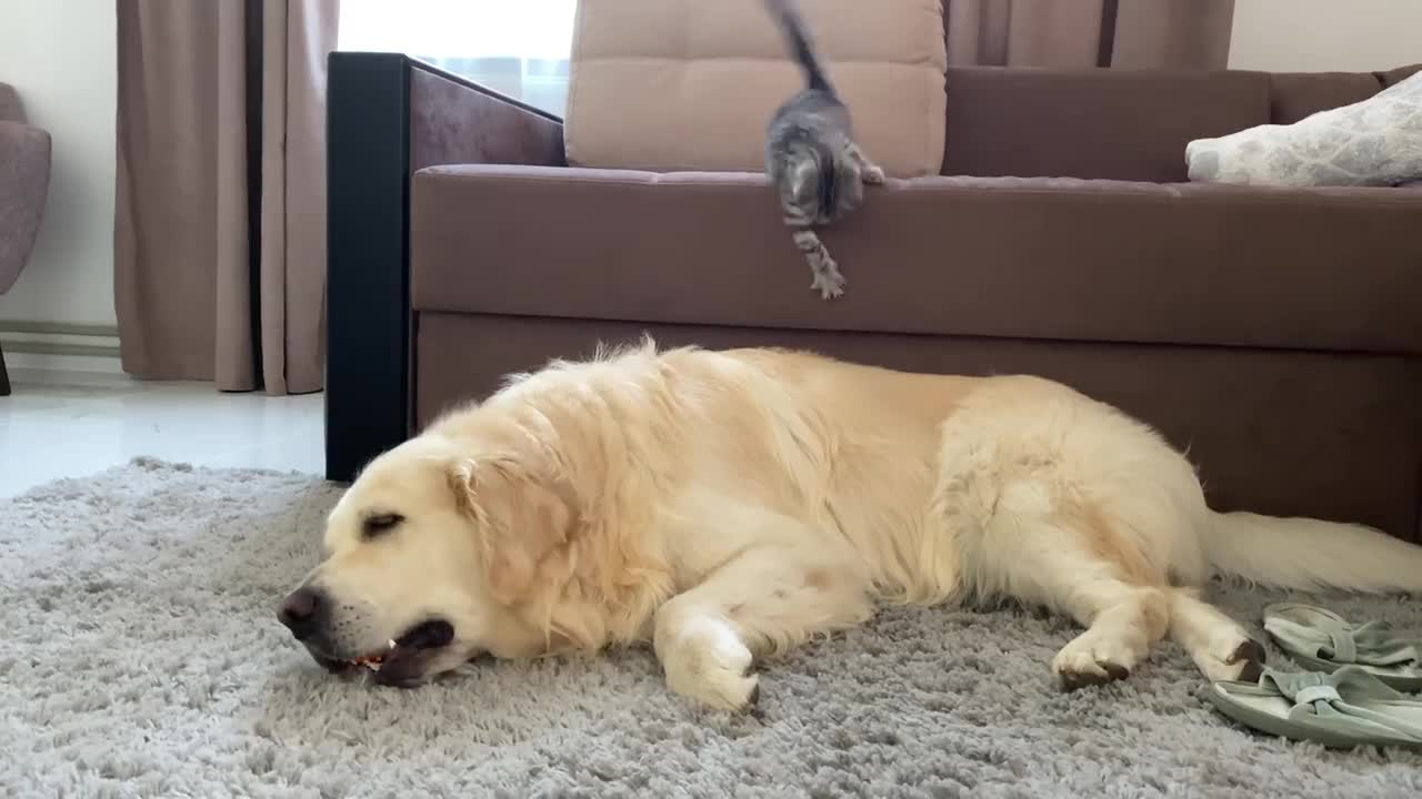 Golden Retriever and Kitten are Inseparable Friends love