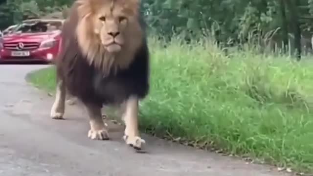 "Simba" on the Road - Feel the Power