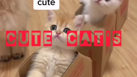 The cat's small beautiful kids