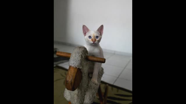 Baby Cats Cute and Funny Cat