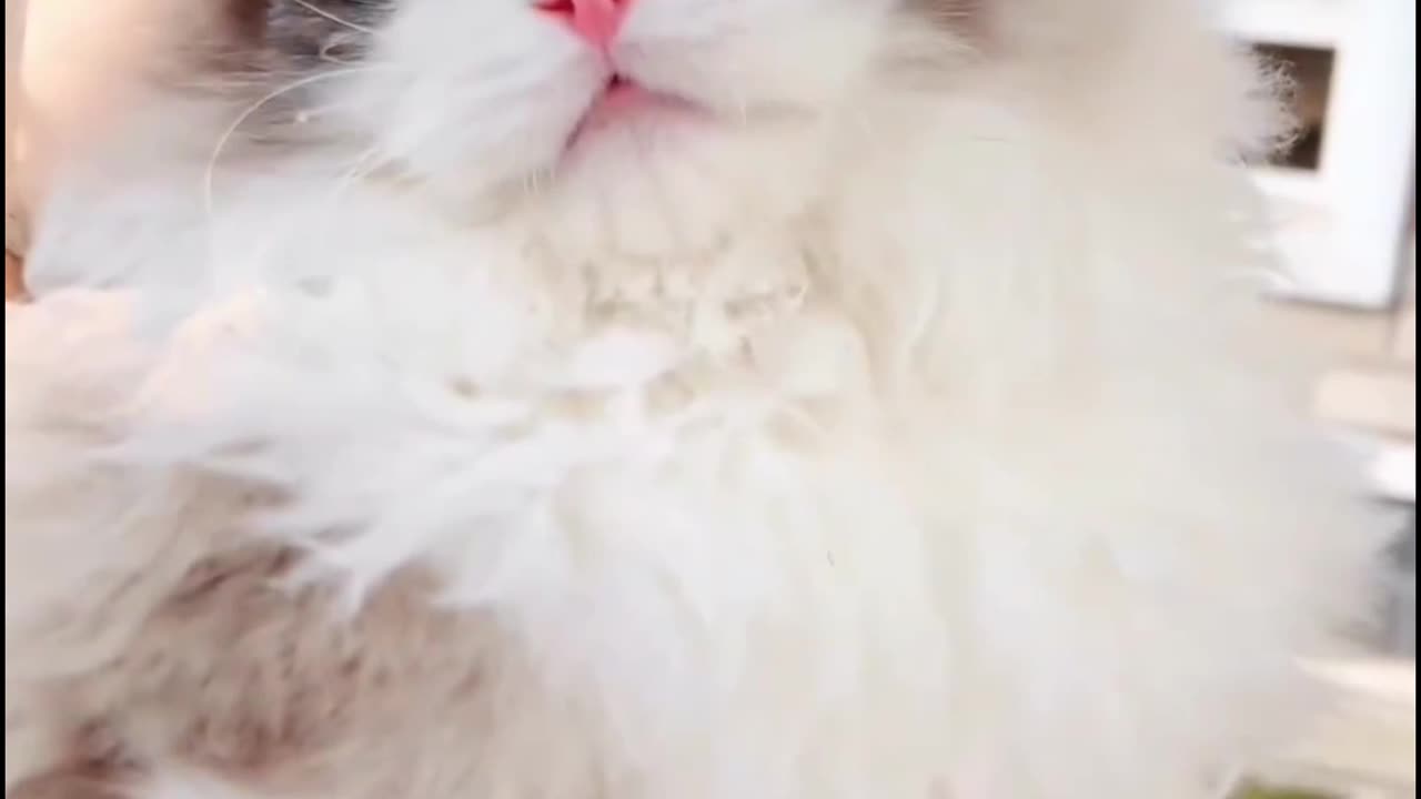 Beautiful Catππ__ Awesome Looking ππ