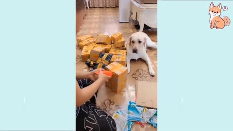 #CuteDog #BabyDog #CutePuppies You will laugh at all the DOGS 🤣 Funny DOG Videos 😂🐶