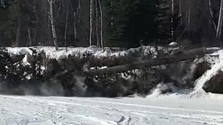 Alaska tree cutting