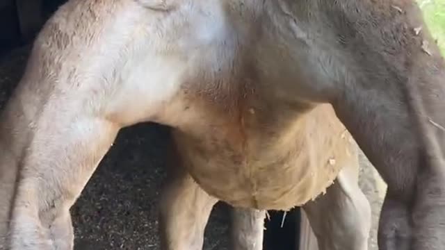 The kangaroos in Texas are bigger and meaner 😂