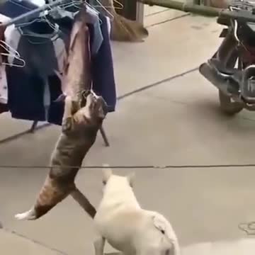 funny cat video 4