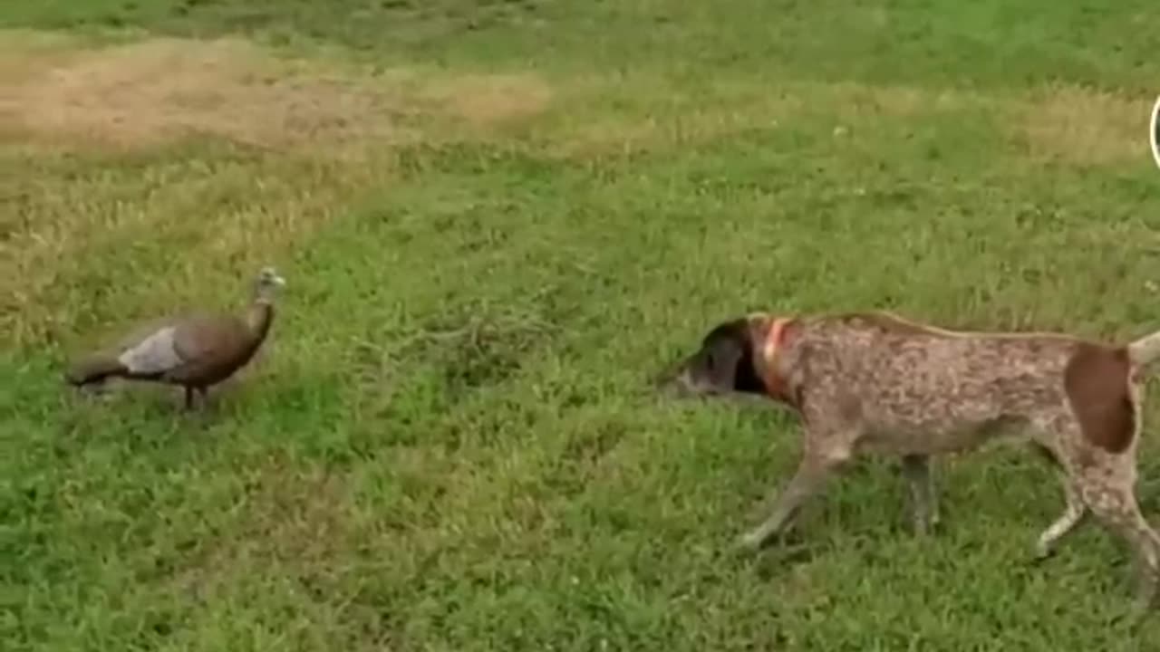 funniest dog compilation on the internet 🐶