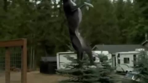 the most atletich and fastest dog in all the world