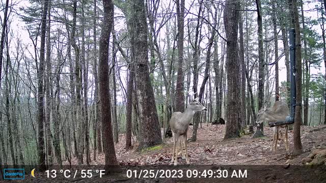 The Woods – 01/26/2023