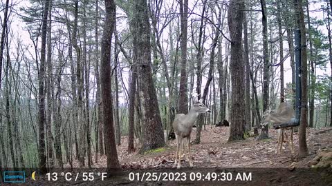 The Woods – 01/26/2023