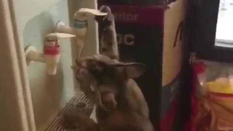 A dog who likes to steal water.
