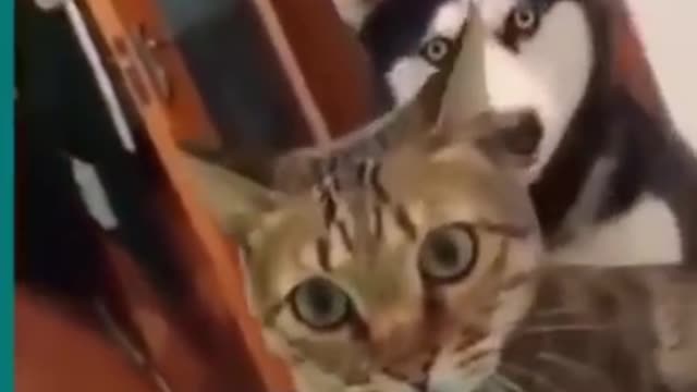 😆Cats and dogs fighting very funny😂|| Try not to laugh ||#shorts