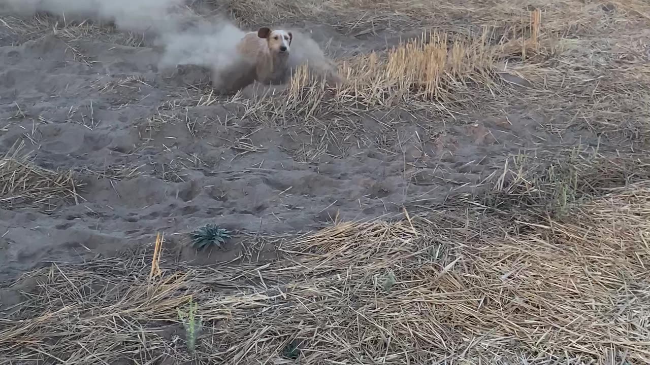 Dusty Doggy Dashes Through Dirt