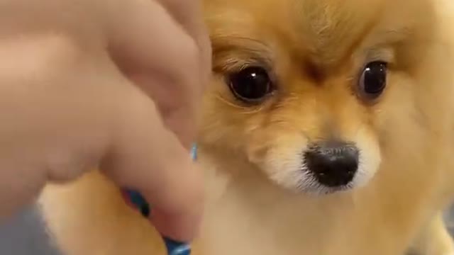 Cutest pet