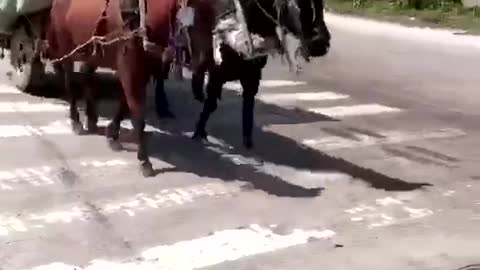 A horse carrying something.