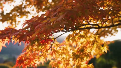 Enchanting Autumn Forests with Beautiful Piano Music