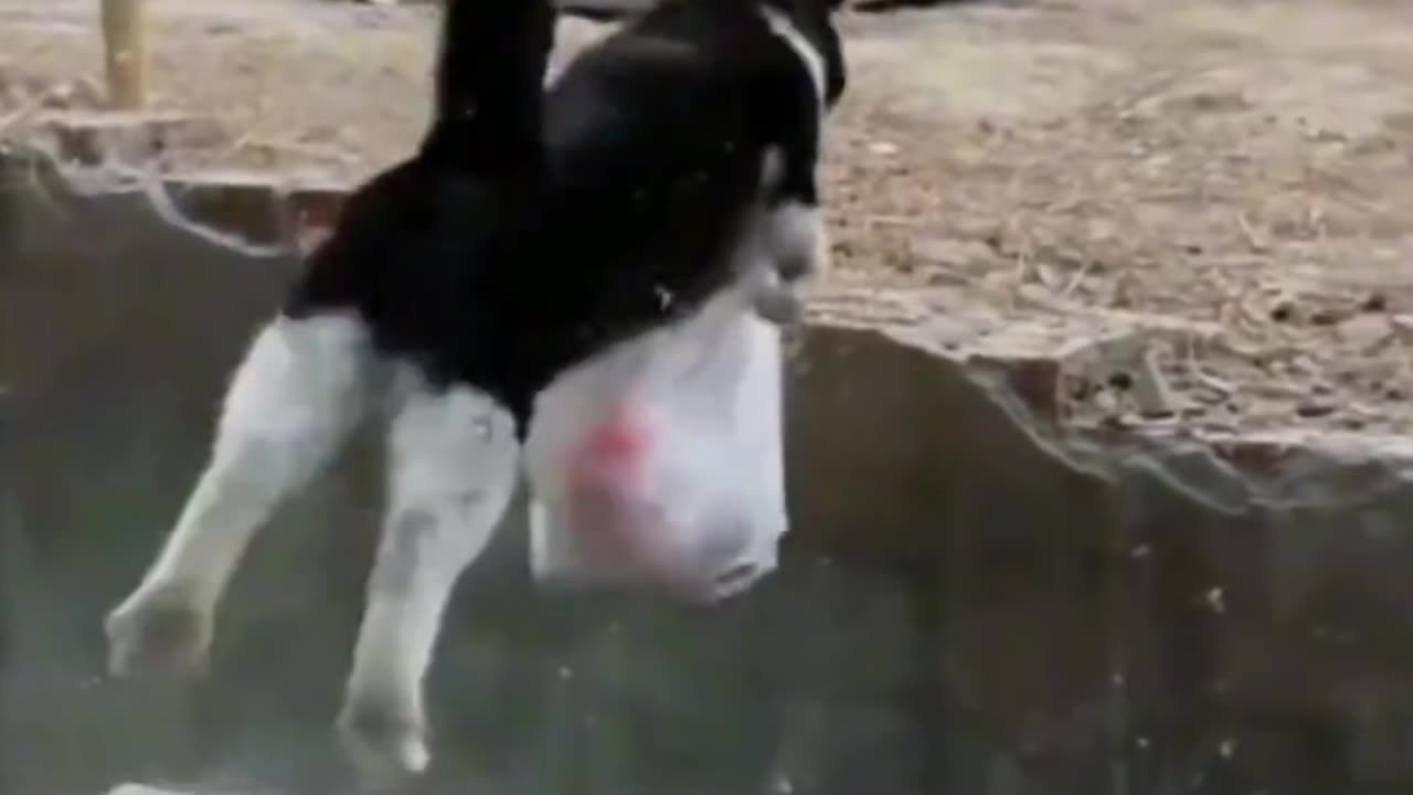 Funny animal video 2024