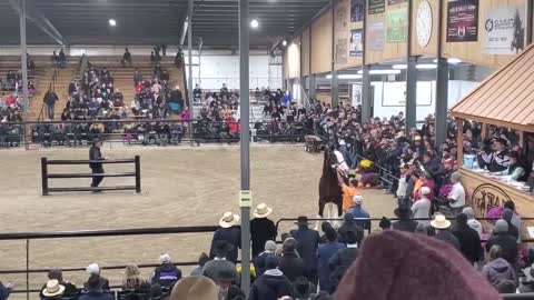 $100,000 Clydesdale Stallion at Topeka!