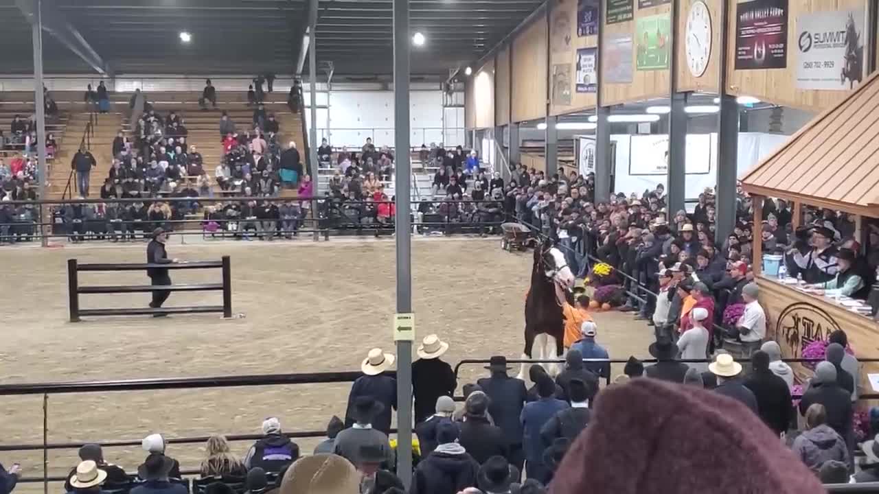 $100,000 Clydesdale Stallion at Topeka!