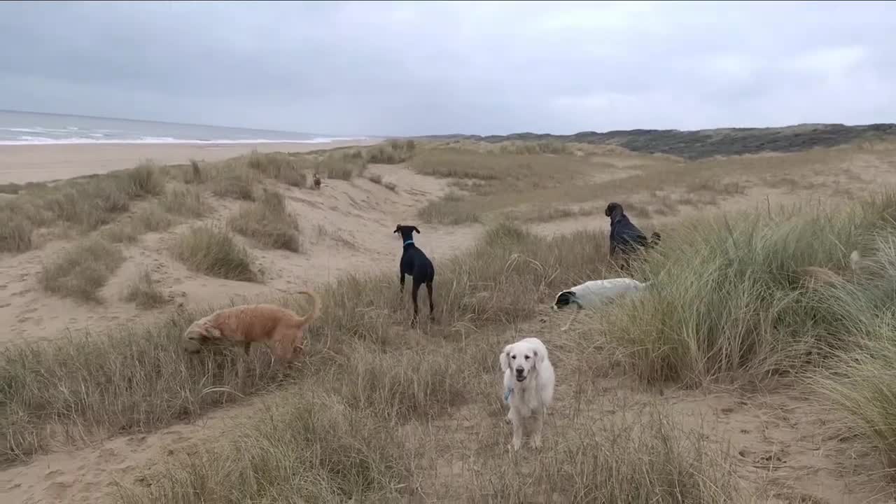 strand en duin op maandag