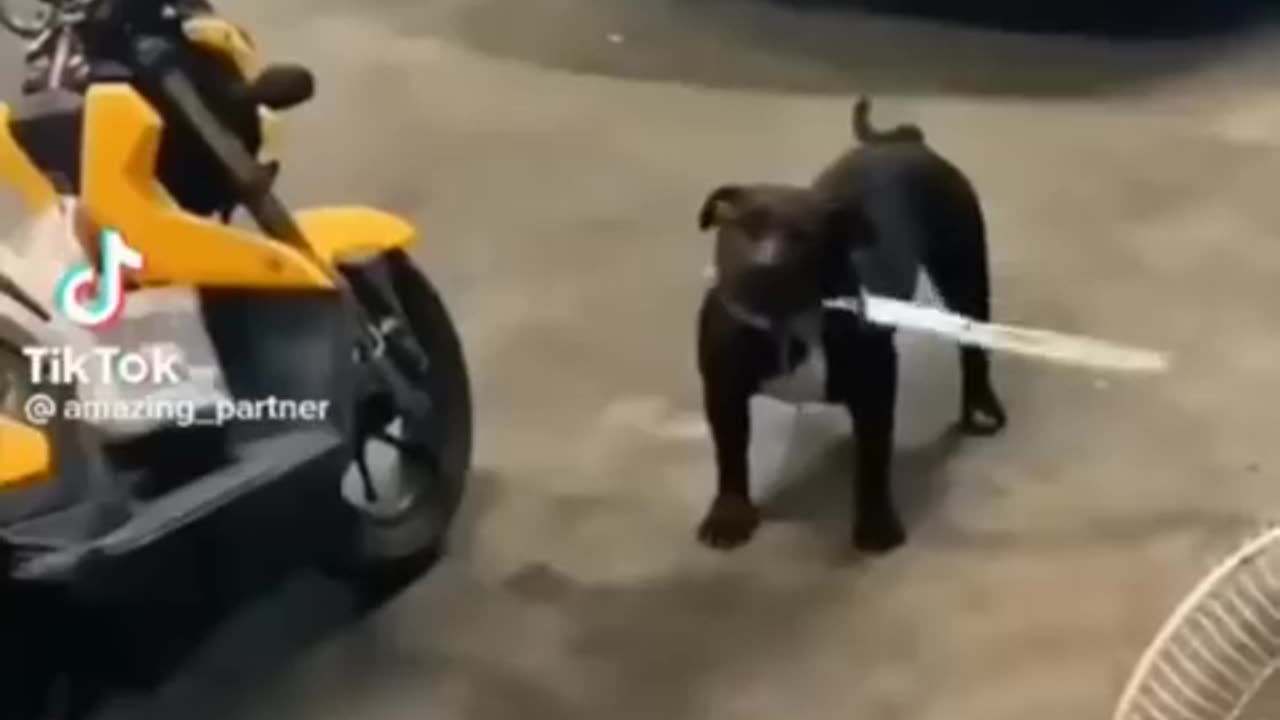 Cute and Funny Animal Video😂