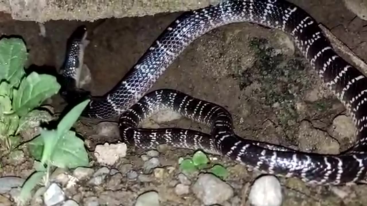 Krait snake swallowed water snake