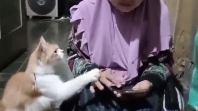 Best Cute Cats😹Funny Fail ops Moments Viral Clips