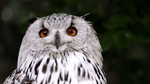 Wonderful Owl