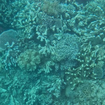 A glass bottom boat ride over a coral reef from Capistrano Beach Resort