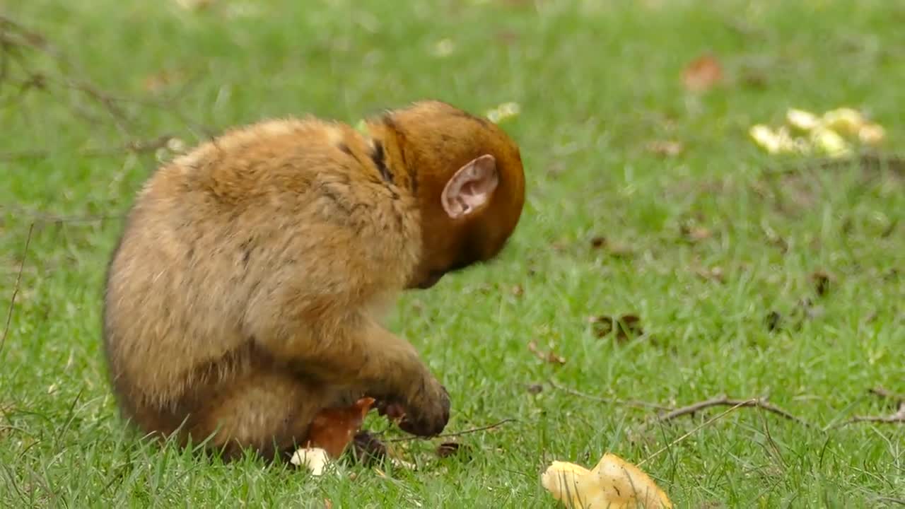 Little Monkey eating Bread