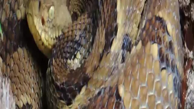 Timber Rattlesnakes on the mountian