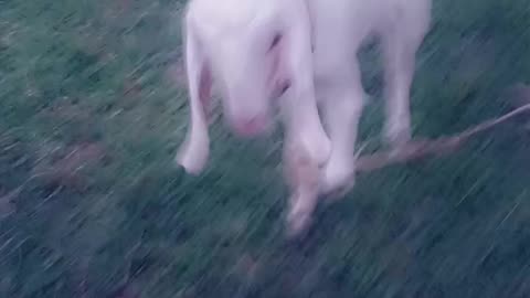 Fun with kids gote