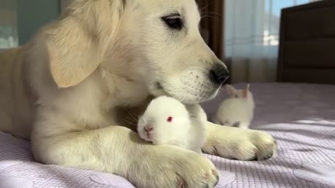 Golden Retriever Puppy Meets Tiny Bunnies for the First Time