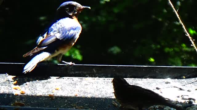 Bluebirds Feeding