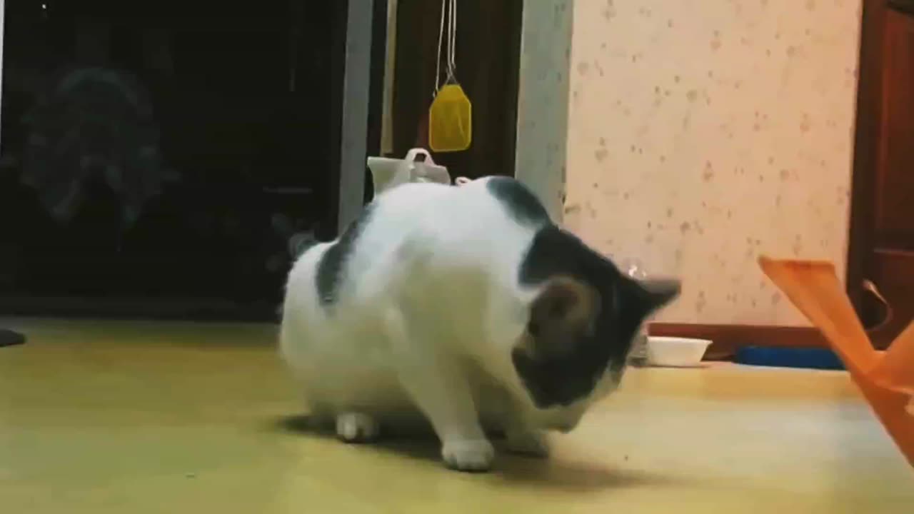 Not to laugh 😅😹 funny cats and dogs compilation