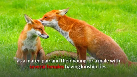 Red Fox || Description, Characteristics and Facts!