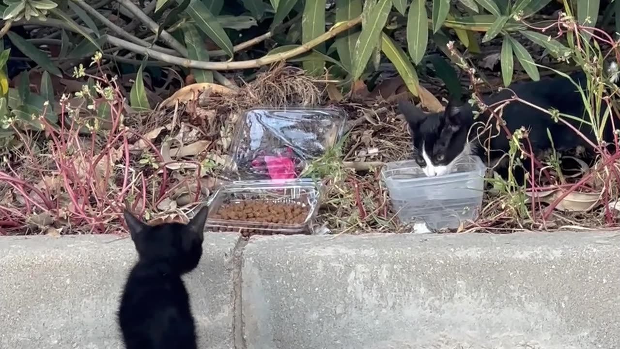 Husky Finds Stray Kittens In Storm Drain