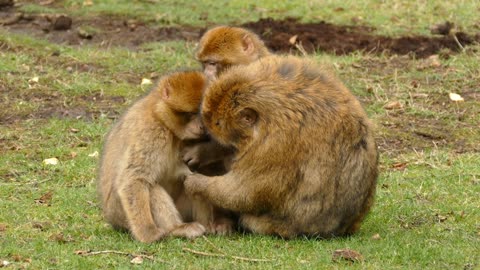 It's time to chill. Monkey playing in a park