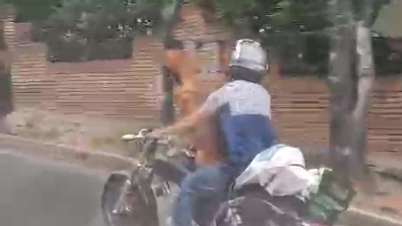 Imprudencia de motociclista circulando con un perro en Bucaramanga