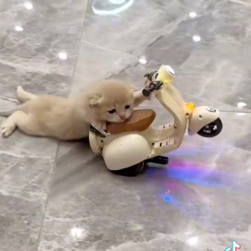 cute puppy drive a scooter funny video
